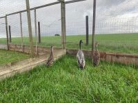 TRIO OF MALLARD INDIAN RUNNER DUCKS - BIDS PER LIFE - 3