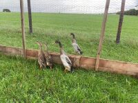 TRIO OF MALLARD INDIAN RUNNER DUCKS - BIDS PER LIFE - 4