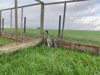 TRIO OF MALLARD INDIAN RUNNER DUCKS - BIDS PER LIFE - 5