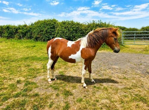 1YO DARTMOOR HILL 12HH GELDING