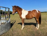 1YO DARTMOOR HILL 12HH GELDING - 2
