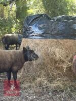 70 ROUND BALES OF 2026 HAYLAGE - BIDS PER BALE - 2
