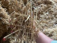 35 BALES OF 2025 WHEAT STRAW - BIDS PER BALE - 8
