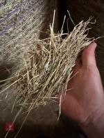 20 ROUND BALES OF 2026 HAY - BIDS PER BALE - 3