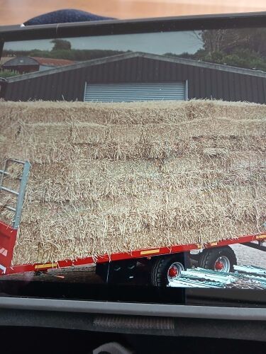 50 CONVENTIONAL BALES OF WHEAT STRAW - BIDS FOR THE GROUP