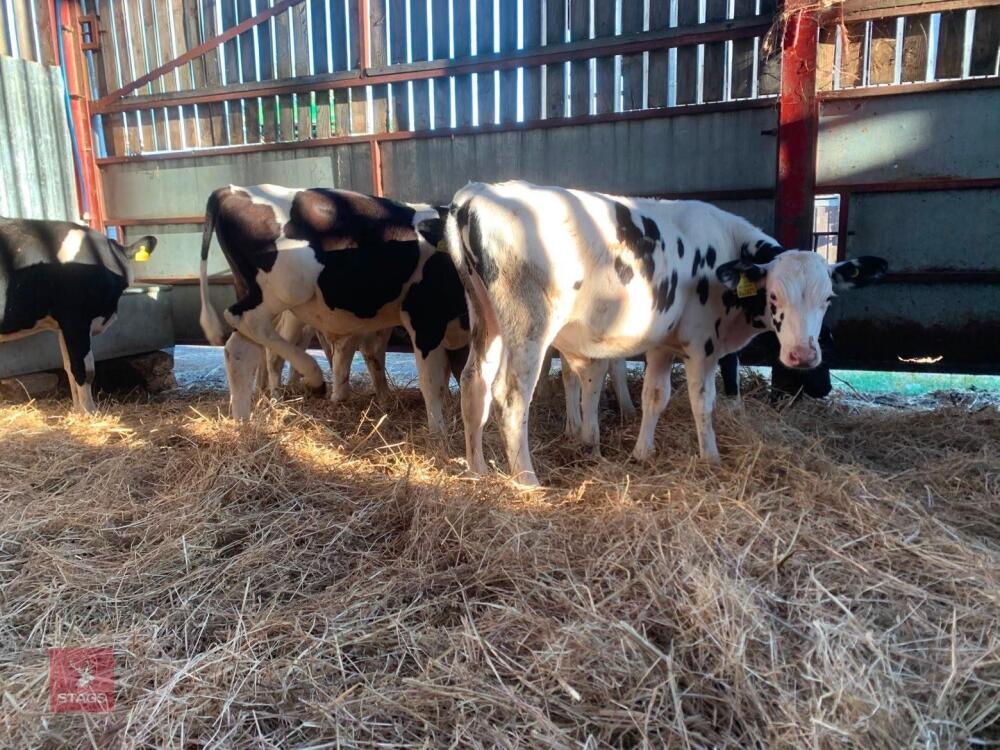 7 HOLSTEIN & BRITISH FRIESIAN BULL CALVES - BIDS PER LIFE