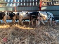 7 HOLSTEIN & BRITISH FRIESIAN BULL CALVES - BIDS PER LIFE - 3