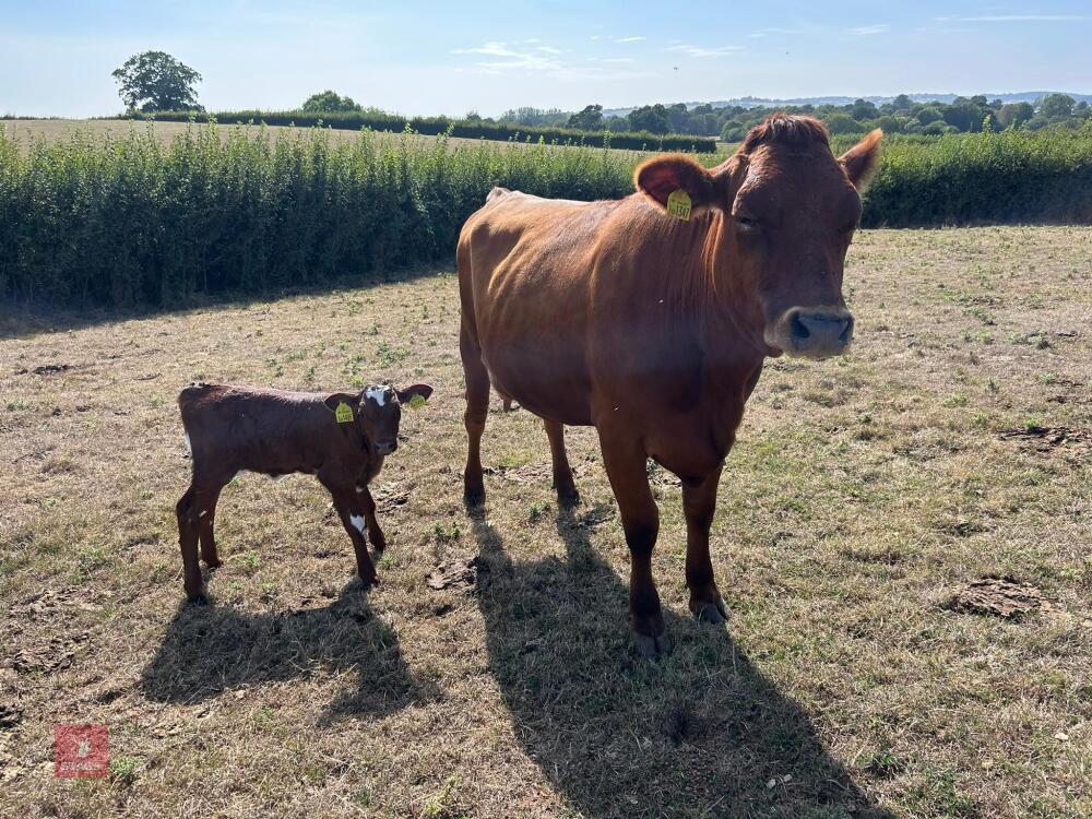 2YO JERSEY X HEIFER & DEVON X HEIFER CALF - BIDS FOR THE GROUP