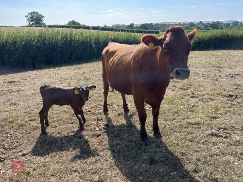 2YO JERSEY X HEIFER & DEVON X HEIFER CALF - BIDS FOR THE GROUP