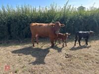 2YO JERSEY X HEIFER & DEVON X HEIFER CALF - BIDS FOR THE GROUP - 2