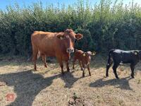 2YO JERSEY X HEIFER & DEVON X HEIFER CALF - BIDS FOR THE GROUP - 3