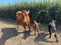 2YO JERSEY X HEIFER & DEVON X HEIFER CALF - BIDS FOR THE GROUP - 4