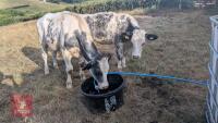10MO HEIFER AND 12MO STEER - BIDS PER LIFE - 2