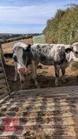 10MO HEIFER AND 12MO STEER - BIDS PER LIFE - 3