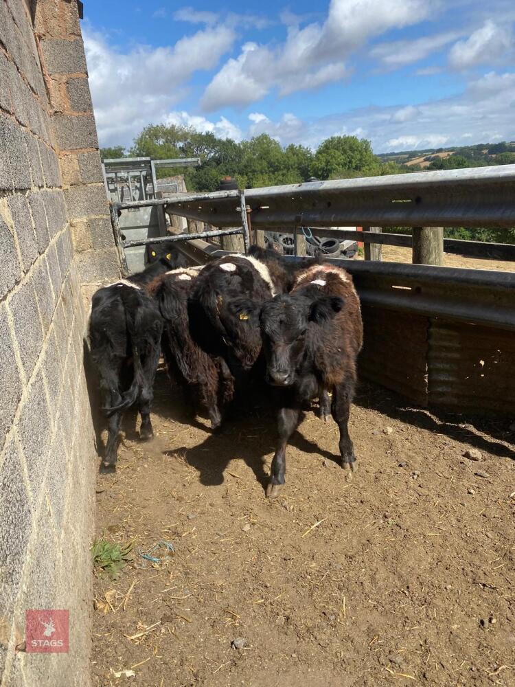 4 X 9-13MO BELTED GALLOWAY STEERS - BIDS PER LIFE