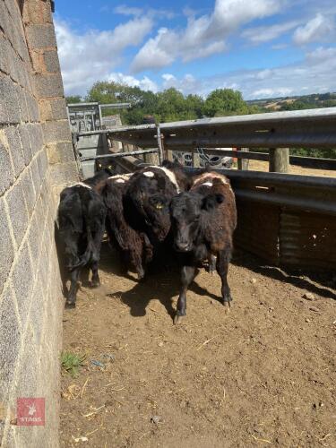 4 X 9-13MO BELTED GALLOWAY STEERS - BIDS PER LIFE