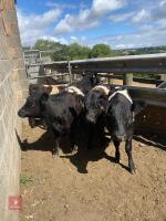 4 X 9-13MO BELTED GALLOWAY STEERS - BIDS PER LIFE - 2