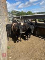 4 X 9-13MO BELTED GALLOWAY STEERS - BIDS PER LIFE - 3