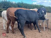2YO BEEF SHORTHORN X HEIFER & STEER CALF - BIDS FOR THE GROUP