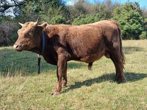 15MO PEDIGREE DUN DEXTER BULL