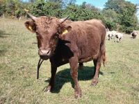 15MO PEDIGREE DUN DEXTER BULL - 2