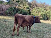 15MO PEDIGREE DUN DEXTER BULL - 3