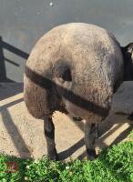 7MO PEDIGREE BLUE TEXEL RAM LAMB - 2