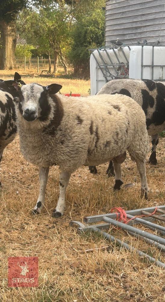 6MO PEDIGREE DUTCH SPOTTED RAM LAMB