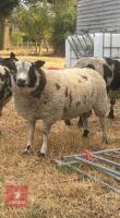 6MO PEDIGREE DUTCH SPOTTED RAM LAMB