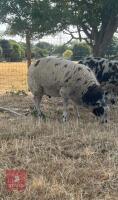 6MO PEDIGREE DUTCH SPOTTED RAM LAMB - 2