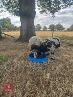 6MO PEDIGREE DUTCH SPOTTED RAM LAMB - 3