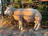4T BELTEX RAM