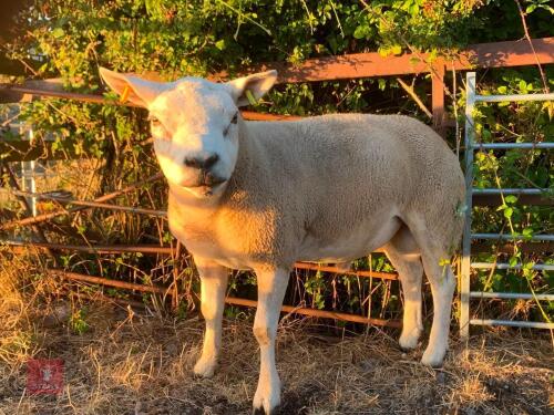 4T TEXEL RAM