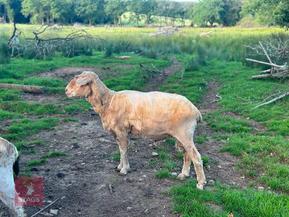 7YO PEDIGREE SAXON MERINO RAM