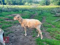 7YO PEDIGREE SAXON MERINO RAM