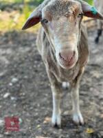 7YO PEDIGREE SAXON MERINO RAM - 2