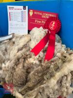 7YO PEDIGREE SAXON MERINO RAM - 4
