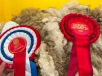 7YO PEDIGREE SAXON MERINO RAM - 5