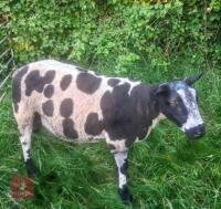 DUTCH SPOTTED SHEARLING RAM
