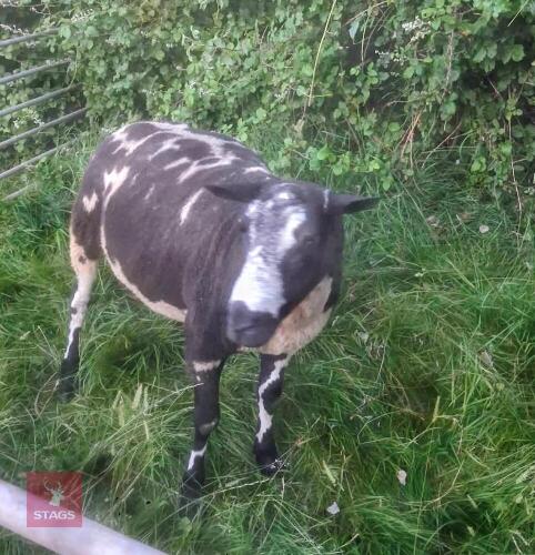 PEDIGREE DUTCH SPOTTED RAM