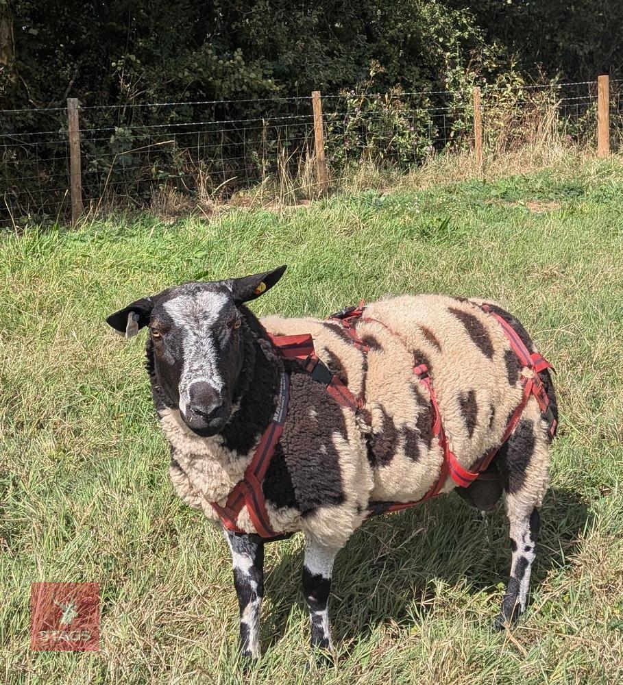PEDIGREE DUTCH SPOTTED SHEARLING RAM