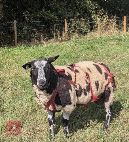 PEDIGREE DUTCH SPOTTED SHEARLING RAM