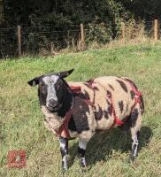 PEDIGREE DUTCH SPOTTED SHEARLING RAM