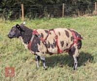 PEDIGREE DUTCH SPOTTED SHEARLING RAM - 2