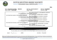 PEDIGREE DUTCH SPOTTED SHEARLING RAM - 3