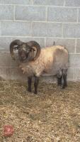 3YO PEDIGREE SHETLAND RAM