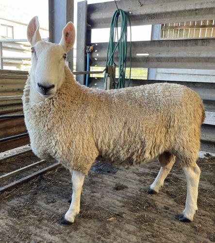 BORDER LEICESTER SHEARLING RAM