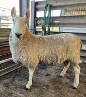 BORDER LEICESTER SHEARLING RAM