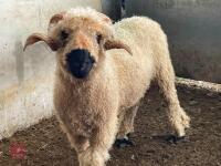 2T VALAIS BLACKNOSE RAM - 3