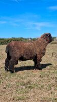 PEDIGREE COLOURED RYELAND RAM LAMB - 3